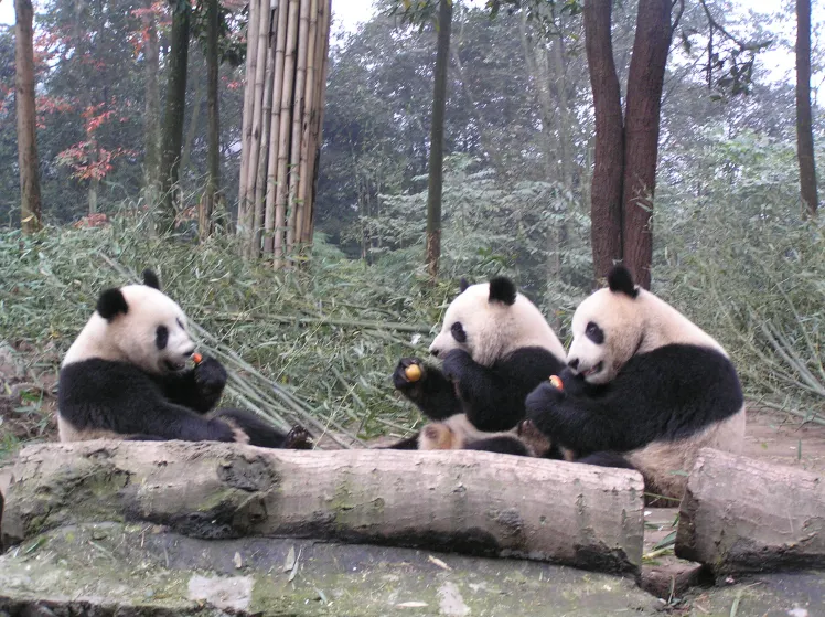 The Best Place to See Pandas in China 