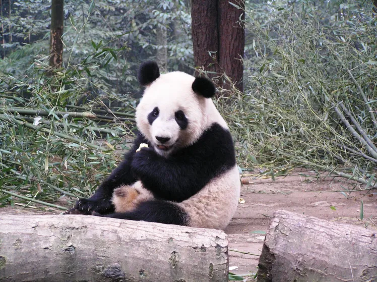 The Best Place to See Pandas in China 